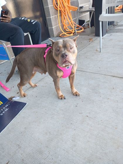 Shelter Stray Female Dog last seen Near Hilltop Dr, Union City, GA, 1251 Fulton Industrial Blvd NW, Atlanta, GA 30336, USA