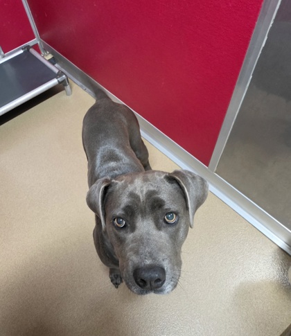 Shelter Stray Female Dog last seen Carr Ct Belton 29627, Anderson County, SC, 1320 US-29, Anderson, SC 29626, USA