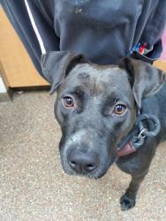 Shelter Stray Female Dog last seen Near ANDREWS STREET, North Charleston, SC, 2455 Remount Rd, North Charleston, SC 29406, USA