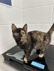 Shelter Stray Female Cat last seen W Macarthur Ave and W Truman Ave, City of Eau Claire, WI, 3900 Old Town Hall Rd, Eau Claire, WI 54701, USA