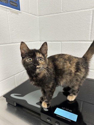 Shelter Stray Female Cat last seen W Macarthur Ave and W Truman Ave, City of Eau Claire, WI, 3900 Old Town Hall Rd, Eau Claire, WI 54701, USA