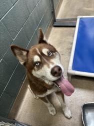 Shelter Stray Male Dog last seen 55th and MacArthur, Oakland, CA, 1101 29th Ave, Oakland, CA 94601, USA