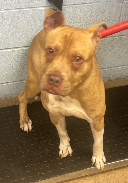 Shelter Stray Male Dog last seen Near Providence Cir Lithonia, 30038, 30038, GA, 3280 Chamblee Dunwoody Rd, Chamblee, GA 30341, USA
