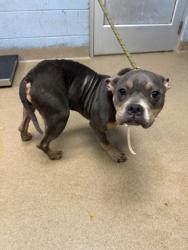 Shelter Stray Female Dog last seen Near Tiffany Circle Decatur, 30035, 30035, GA, 3280 Chamblee Dunwoody Rd, Chamblee, GA 30341, USA