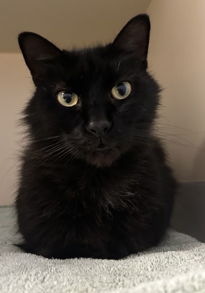 Shelter Stray Male Cat last seen Near Valley Brook Rd Scottsdale GA 30079, 30079, GA, 3280 Chamblee Dunwoody Rd, Chamblee, GA 30341, USA