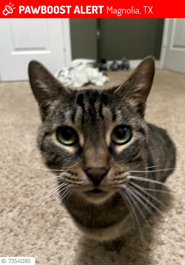 Lost Female Cat last seen Escondido neighborhood, Magnolia, TX 77354