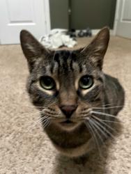 Lost Female Cat last seen Escondido neighborhood, Magnolia, TX 77354