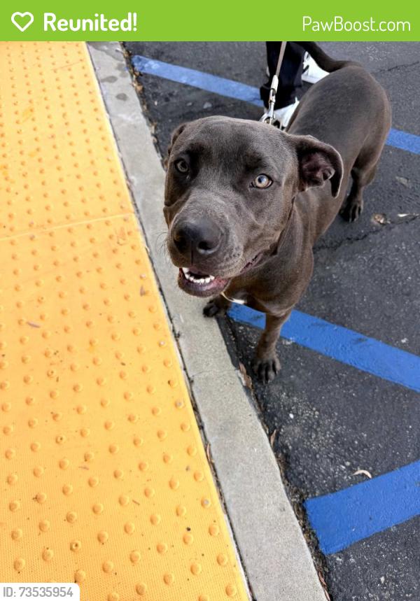 Reunited Female Dog last seen Ann street, Santa Fe Springs, CA 90670
