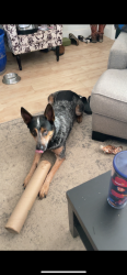 Reunited Male Dog last seen Santa Barbara Ave, Fort Worth, TX 76114