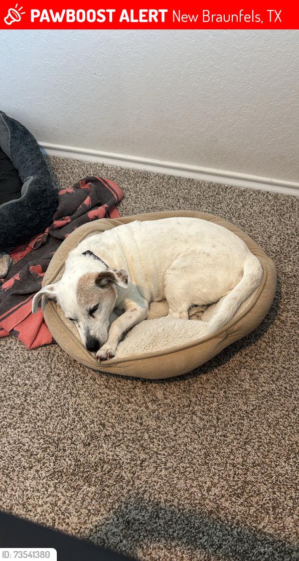 Lost Male Dog last seen Brandywine Drive, New Braunfels, TX 78130