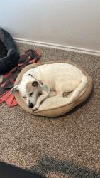 Lost Male Dog last seen Brandywine Drive, New Braunfels, TX 78130