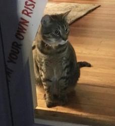 Lost Male Cat last seen Windward Pointe in Holly Springs, Holly Springs, NC 27540