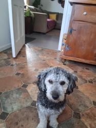 Lost Male Dog last seen Cairo Rd. and Hegenberger Loop, Oakland, CA 94603