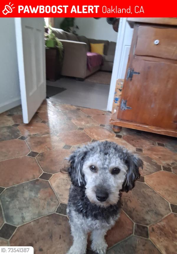Lost Male Dog last seen Cairo Rd. and Hegenberger Loop, Oakland, CA 94603