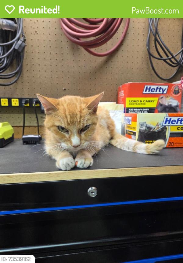 Reunited Unknown Cat last seen Harvard St, Security-Widefield, CO 80911, USA, Security-Widefield, CO 80911