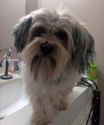 Lost Female Dog last seen Near Columbia Avenue B, Riverside, CA 92501