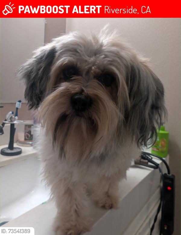 Lost Female Dog last seen Near Columbia Avenue B, Riverside, CA 92501