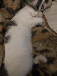 Lost Male Cat last seen Starin and Taunton pl., Buffalo, NY 14216