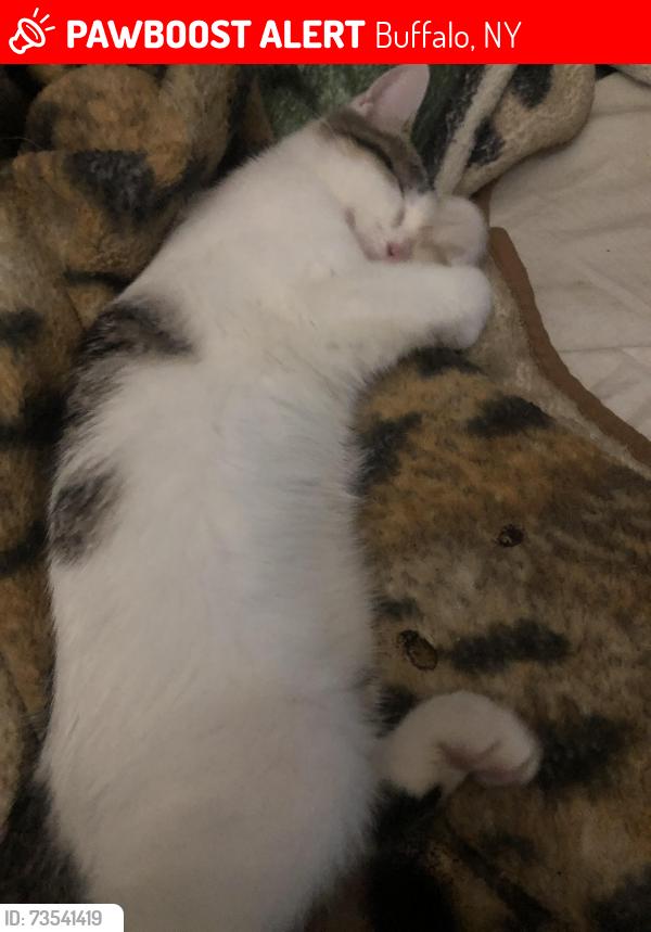 Lost Male Cat last seen Starin and Taunton pl., Buffalo, NY 14216