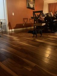 Lost Female Dog last seen Near on Euclid and Crescent, Anaheim, CA 92801