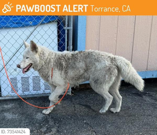 Found/Stray Female Dog last seen Artesia Ave and Crenshaw Blvd, Torrance, CA 90504