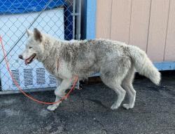 Found/Stray Female Dog last seen Artesia Ave and Crenshaw Blvd, Torrance, CA 90504