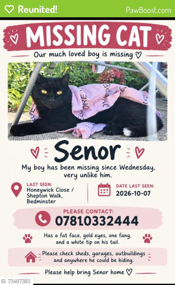 Reunited Male Cat last seen Bartlett bridge. Shepton walk. Bedminster road., Bedminster, England 
