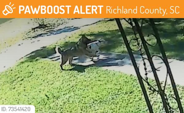 Found/Stray Unknown Dog last seen Longtown road. Hardscrabble road, Richland County, SC 29229