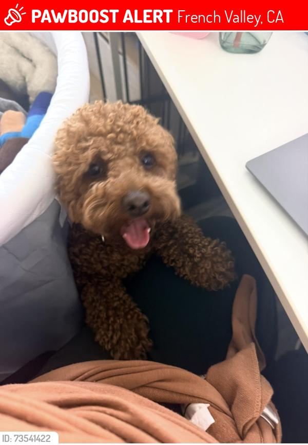 Lost Male Dog last seen Capri dr, French Valley, CA 92596