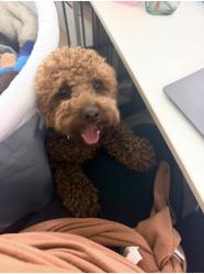 Lost Male Dog last seen Capri dr, French Valley, CA 92596