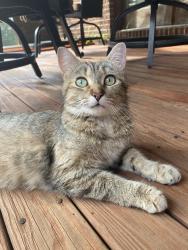 Reunited Female Cat last seen Anchor park and Bricksworth Blvd, Farragut, TN 37934