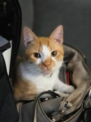 Reunited Male Cat last seen South 3rd and outer loop, Louisville, KY 40214
