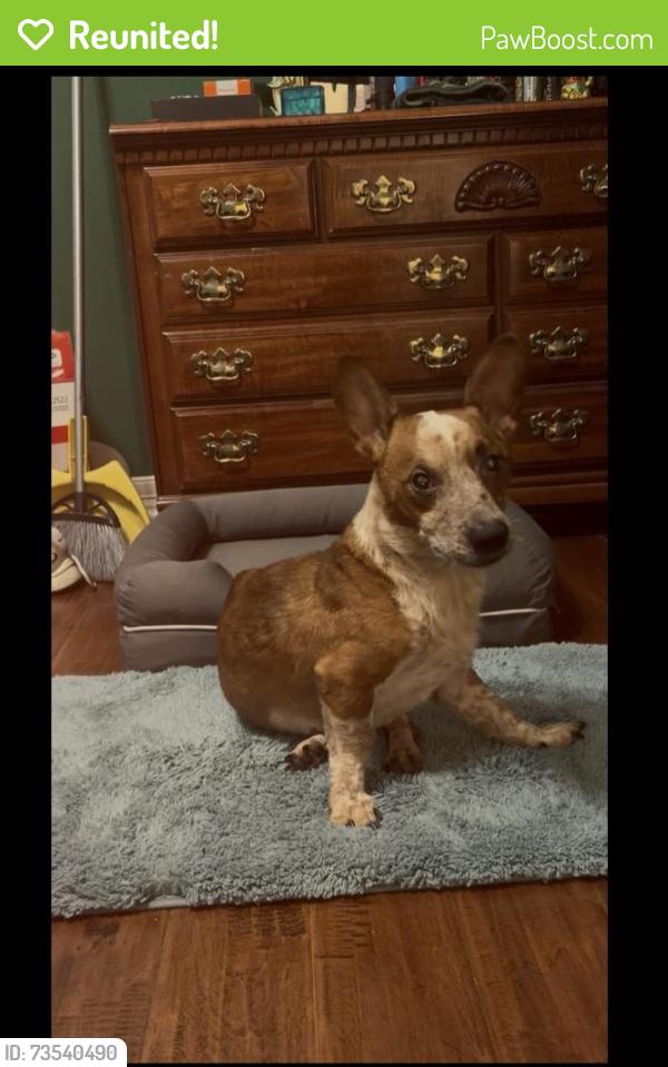 Reunited Male Dog last seen Koomey road, Brookshire, TX 77423