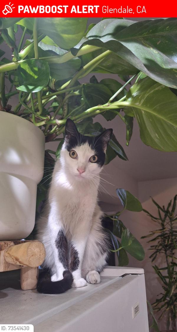 Lost Male Cat last seen chester y concord st, Glendale, CA 91203