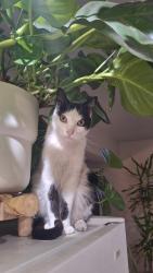 Lost Male Cat last seen chester y concord st, Glendale, CA 91203
