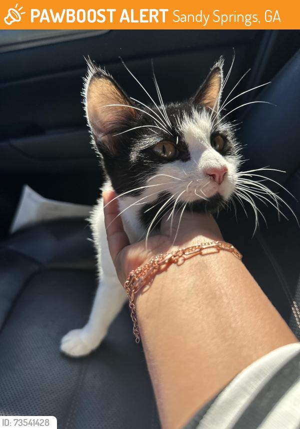 Found/Stray Unknown Cat last seen Treelodge pkwy, Sandy Springs, GA 30350