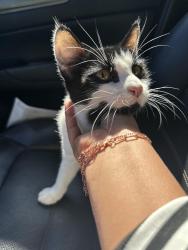 Found/Stray Unknown Cat last seen Treelodge pkwy, Sandy Springs, GA 30350