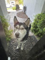 Lost Male Dog last seen Vista del sol y Joe battle blvd, El Paso, TX 79928
