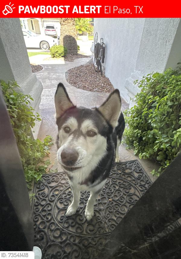 Lost Male Dog last seen Vista del sol y Joe battle blvd, El Paso, TX 79928