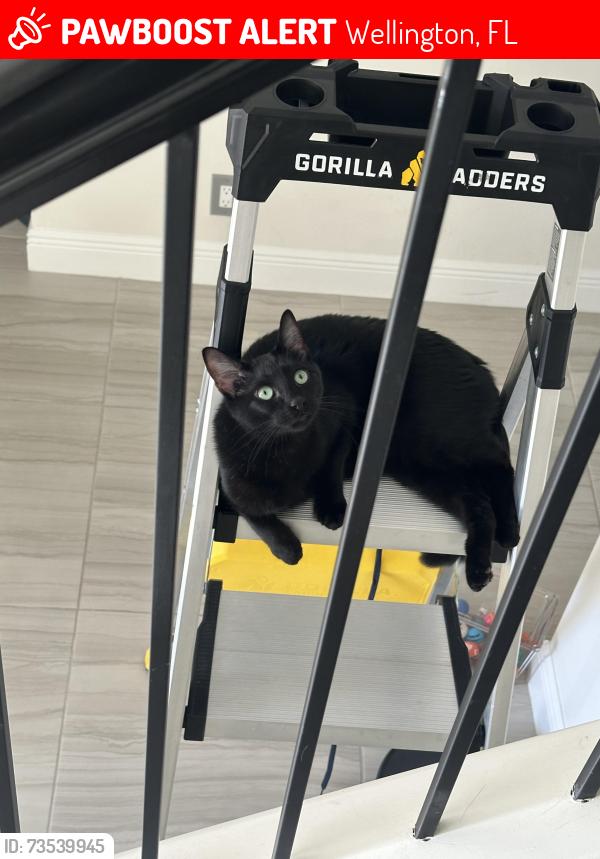 Lost Male Cat last seen Binks Forest Dr, Wellington, FL 33414