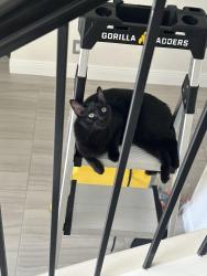 Lost Male Cat last seen Binks Forest Dr, Wellington, FL 33414