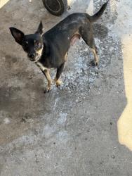 Found/Stray Female Dog last seen Leawood, Houston, TX 77072