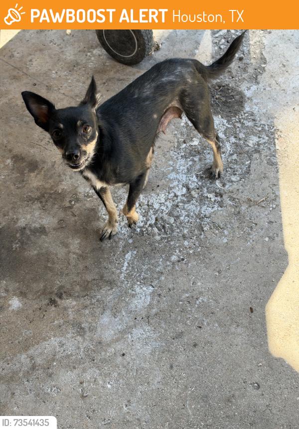 Found/Stray Female Dog last seen Leawood, Houston, TX 77072