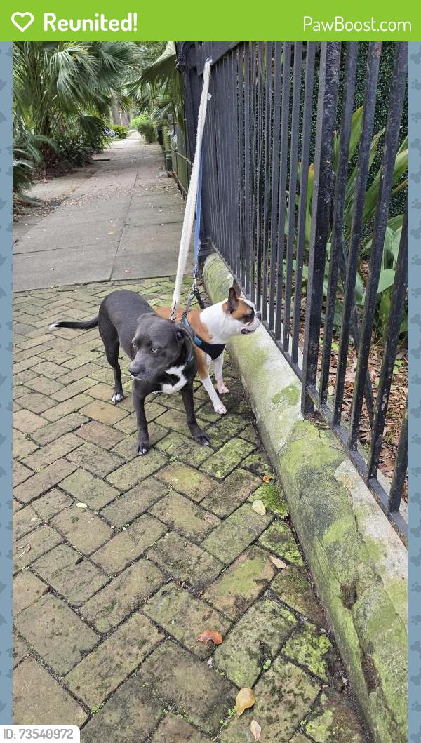 Reunited Male Dog last seen Governor Nicholls and N. Miro, New Orleans, LA 70119