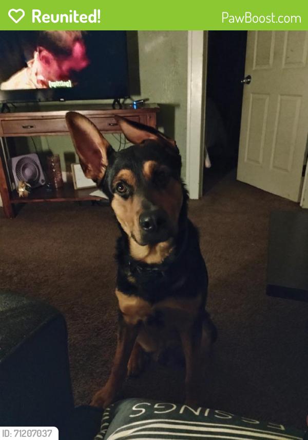 Reunited Male Dog last seen Between Holmes and cavanaugh, Lansing, MI 48910