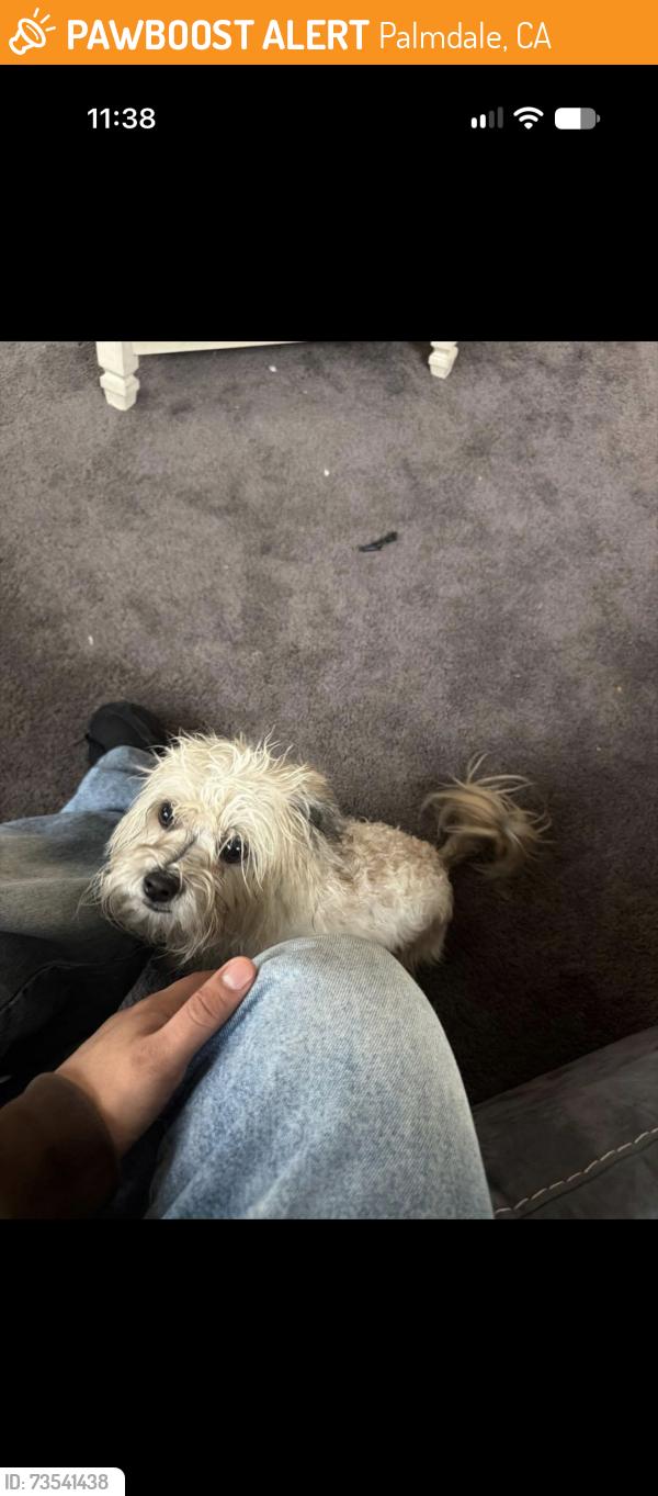 Found/Stray Unknown Dog last seen Ave S & 25th s, Palmdale, CA 93550