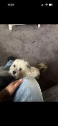 Found/Stray Unknown Dog last seen Ave S & 25th s, Palmdale, CA 93550