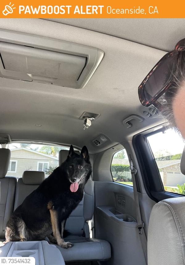 Found/Stray Female Dog last seen Mesa Dr/Buddy Todd park, Oceanside, CA 92057