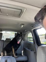 Found/Stray Female Dog last seen Mesa Dr/Buddy Todd park, Oceanside, CA 92057