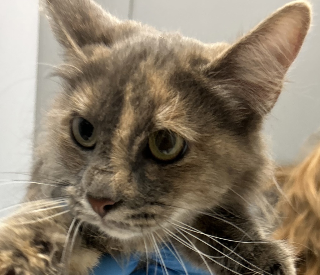 Shelter Stray Female Cat last seen pierce and misssissippi, Lakewood, CO, 80226, 580 McIntyre St, Golden, CO 80401, USA